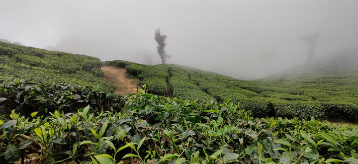 beautiful Munnar