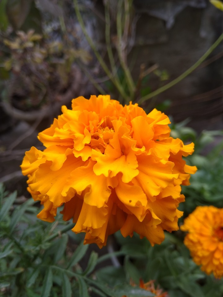 flower