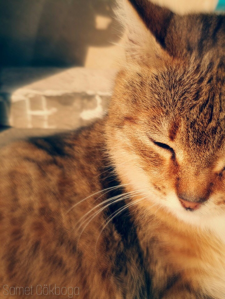 Tembel kedi..