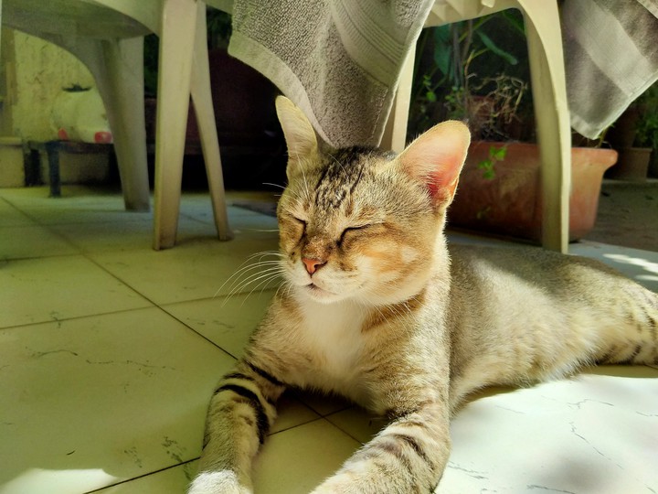 sleepy cat