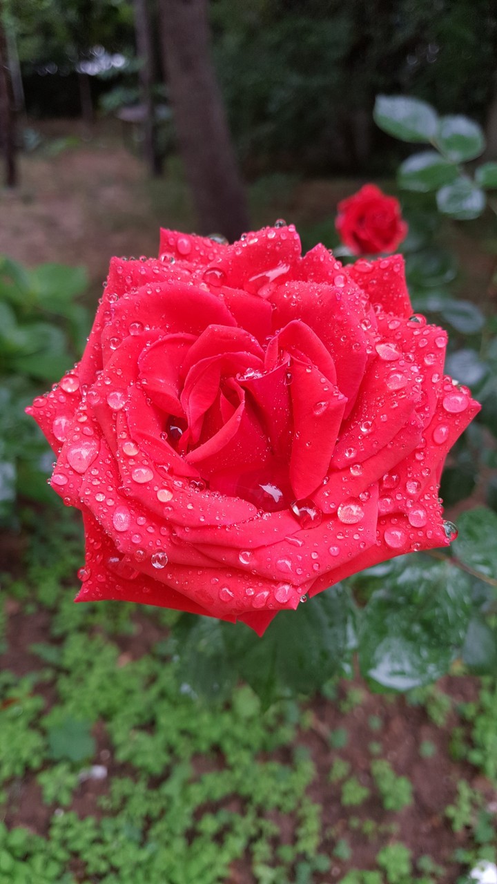 gül