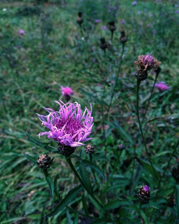 violet.