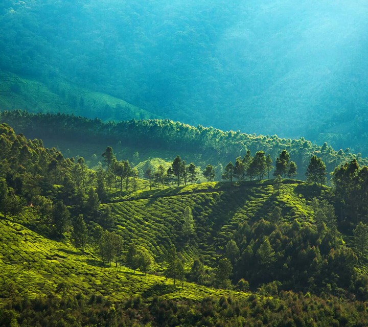 Beautiful fields