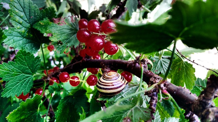 Snail in berries.