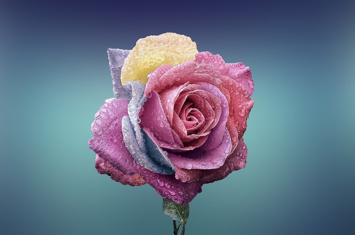 Rainbow Rose