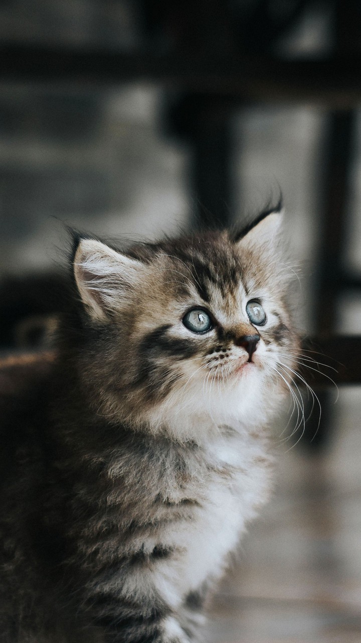 кот
