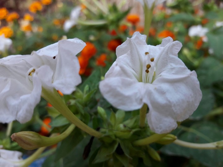 blumen, zahra