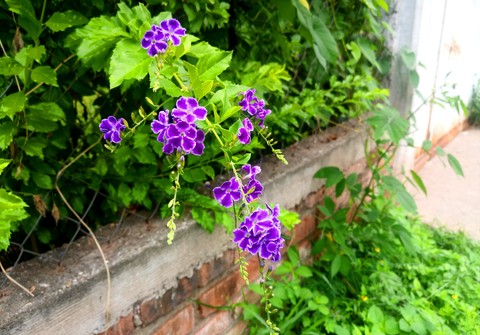 FLORES VIOLETAS