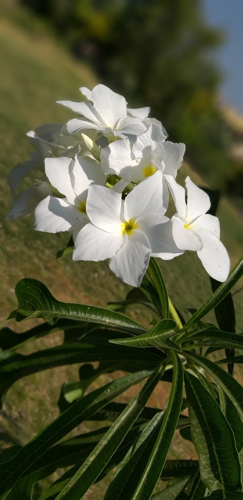 flawer
