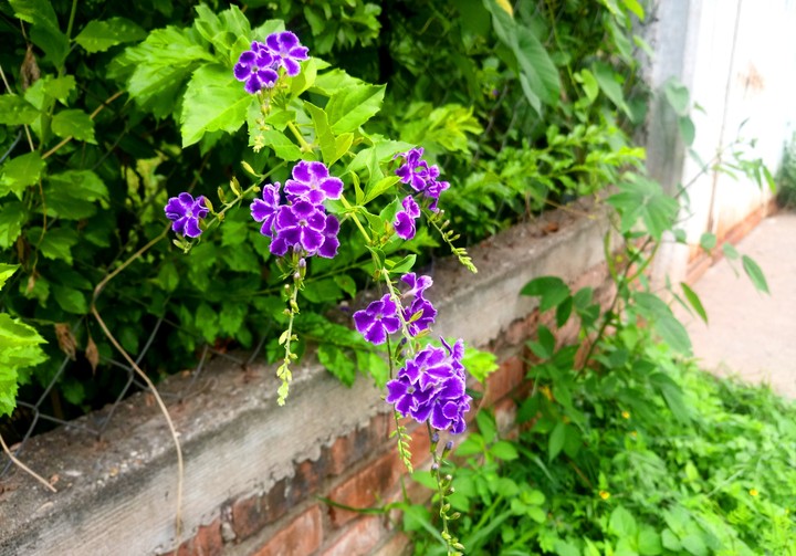 FLORES VIOLETAS