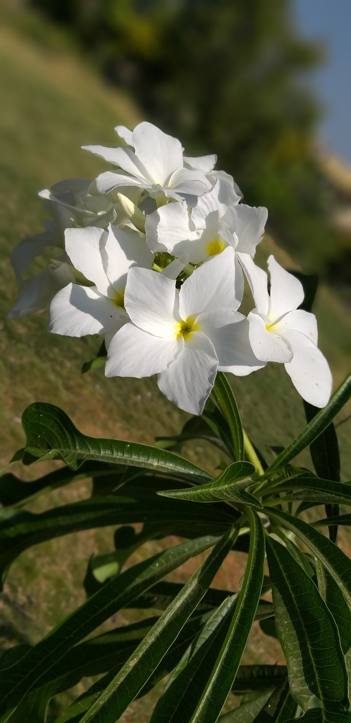 flawer
