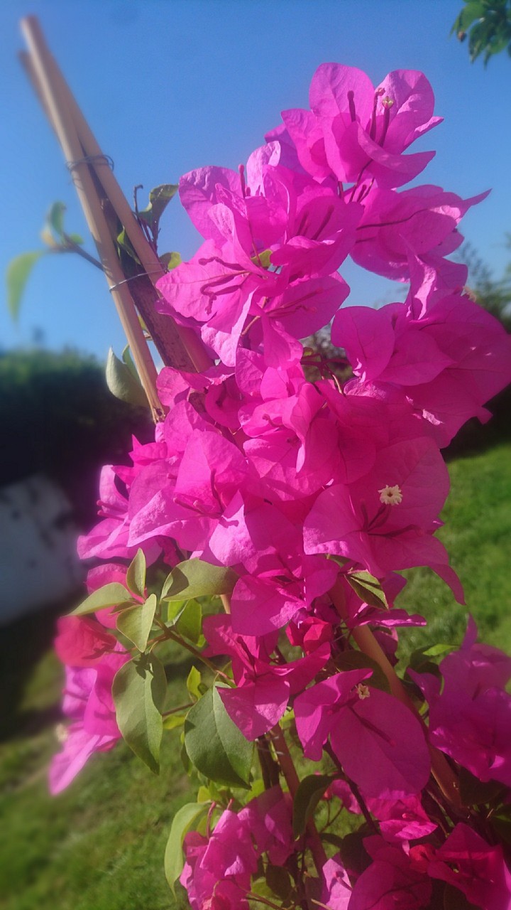 Bougainvillea