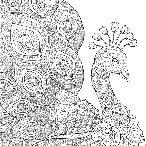 Peacock