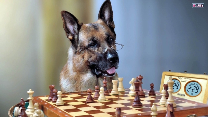 dog and chees