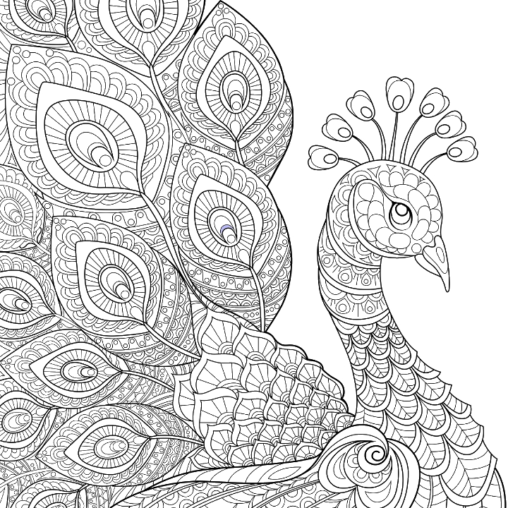 Peacock