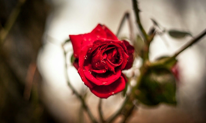 red flower