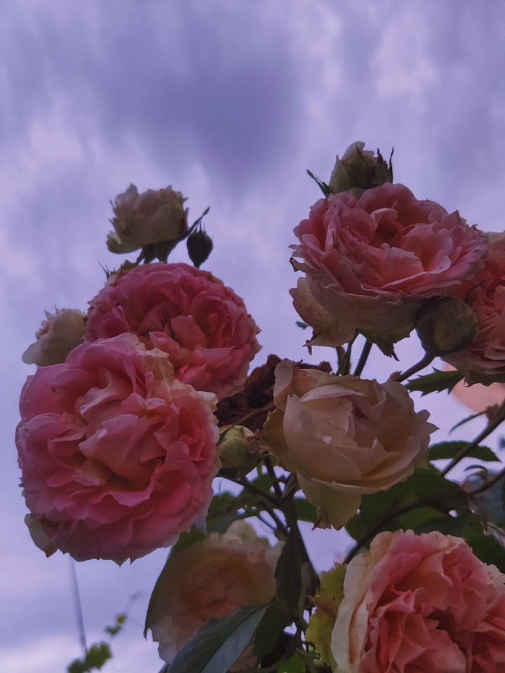 rose and sky