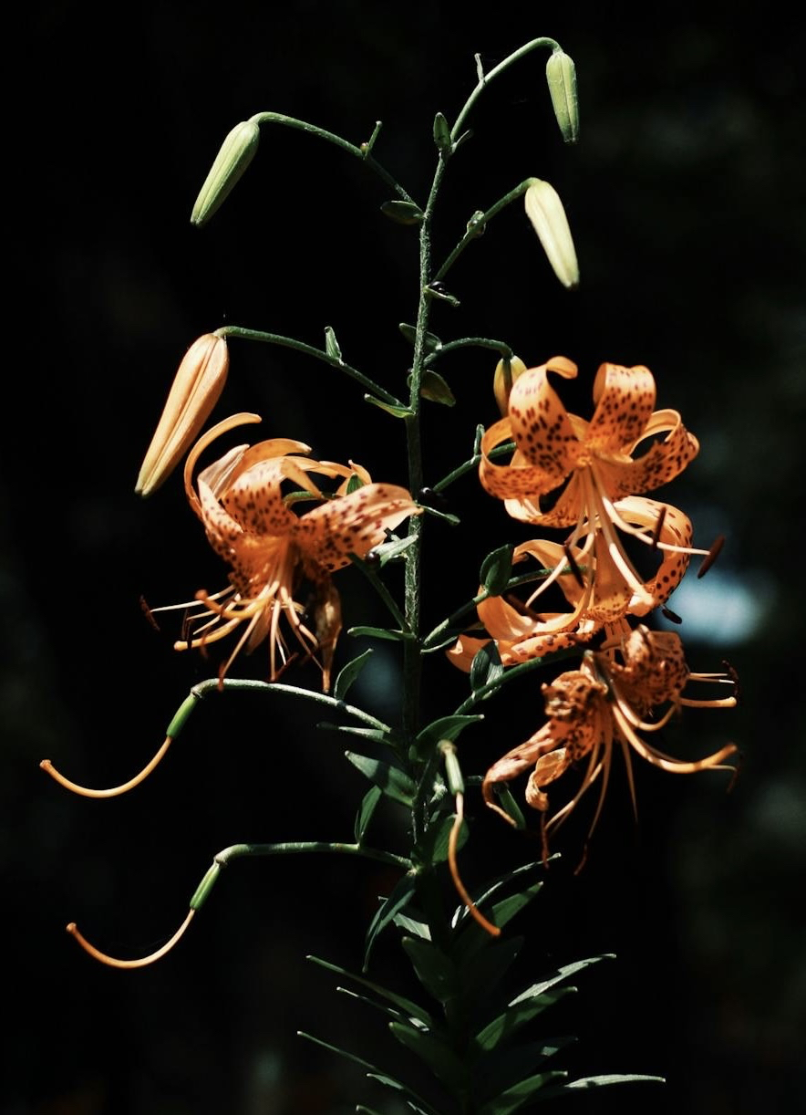 sfondi twig, pedicel