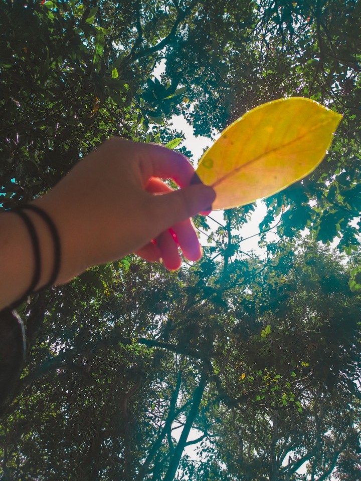 Leaf