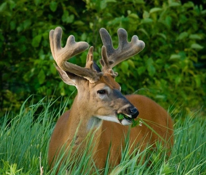 sfondi elk, organism