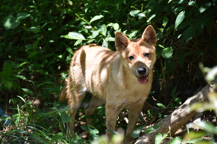 dog