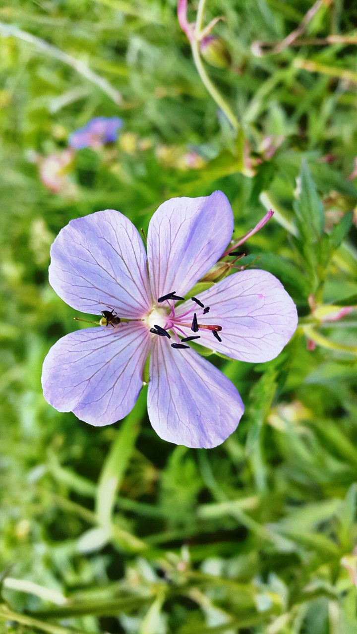 Purple flower