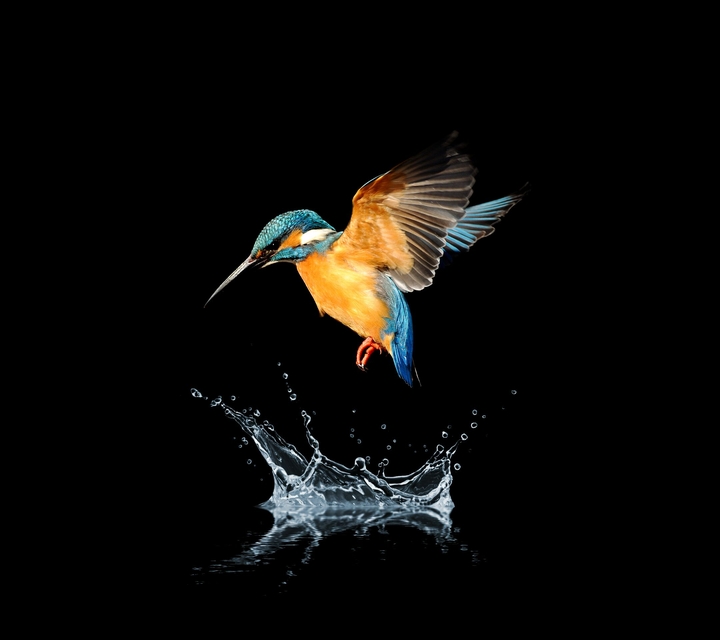bird