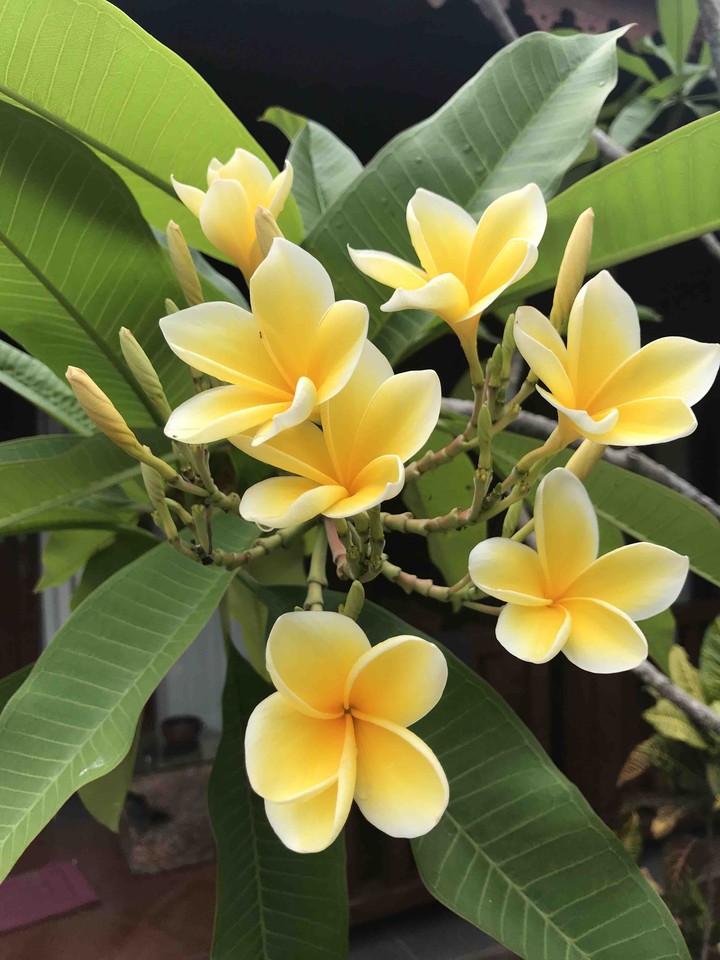 Yellow frangepani!