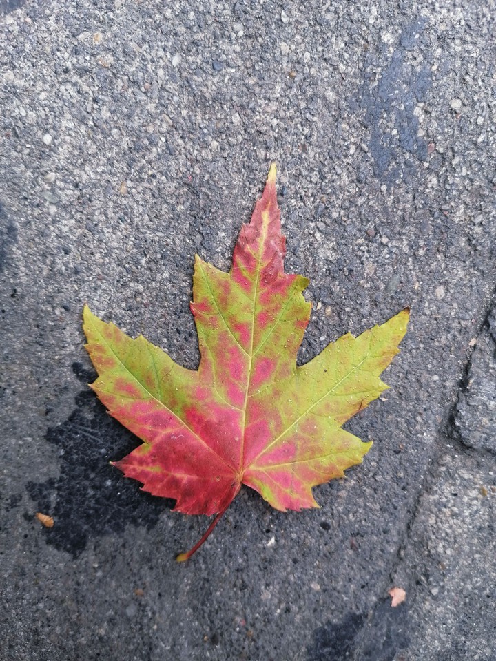 Autumn
