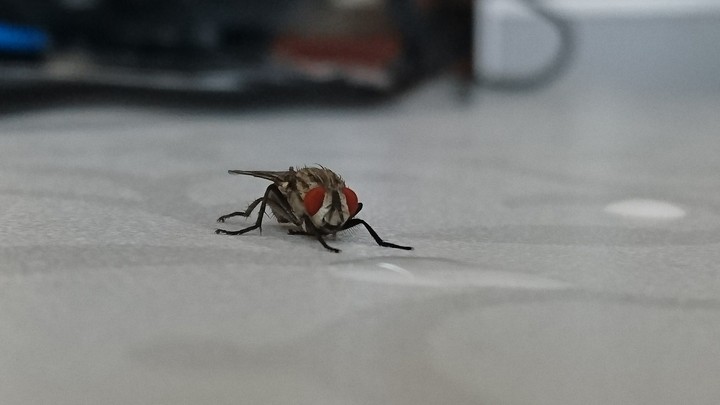 housefly