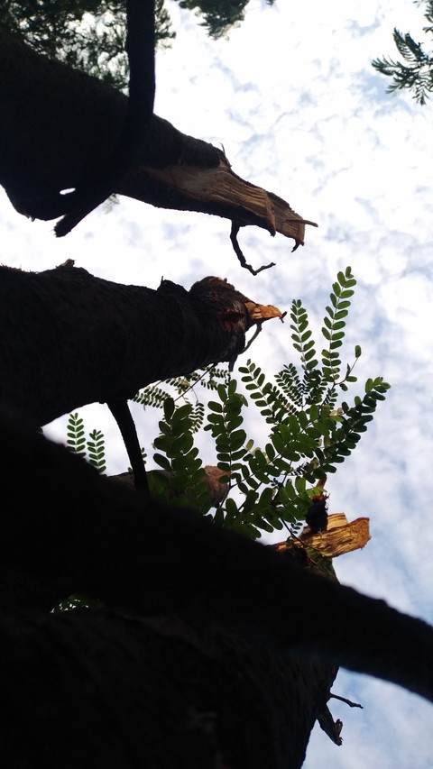 TREE STILE TO SKY
