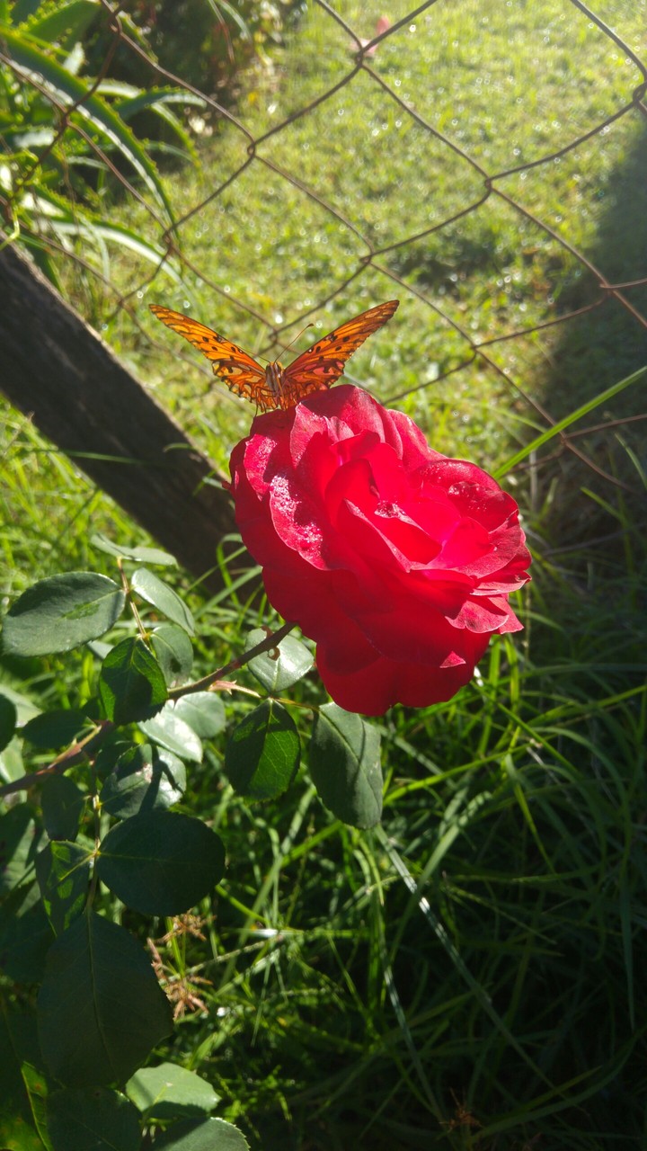 rosa y mariposa