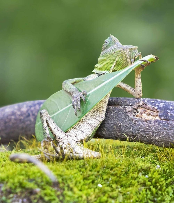 nature