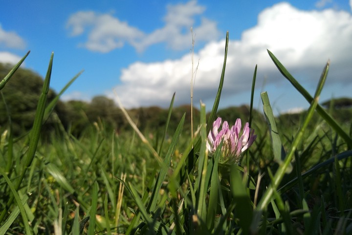 Flower in the sky