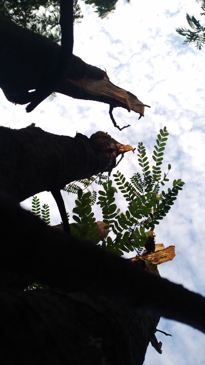 TREE STILE TO SKY
