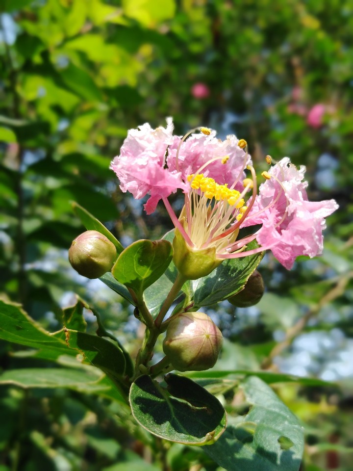 #flowers#flower