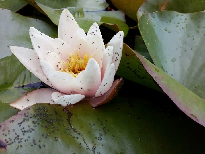 White waterlily