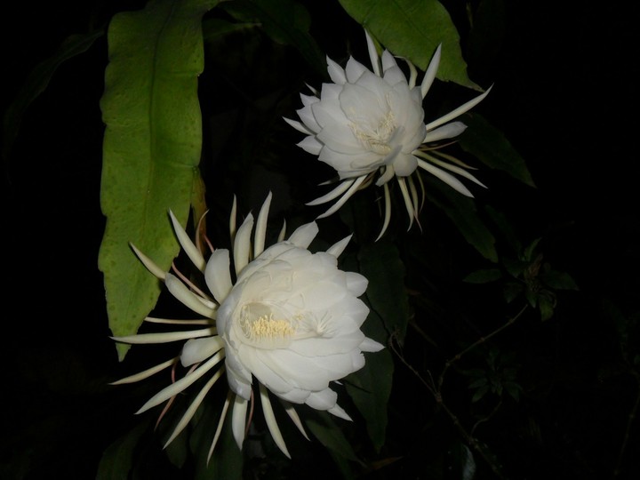 saussurea obvallata