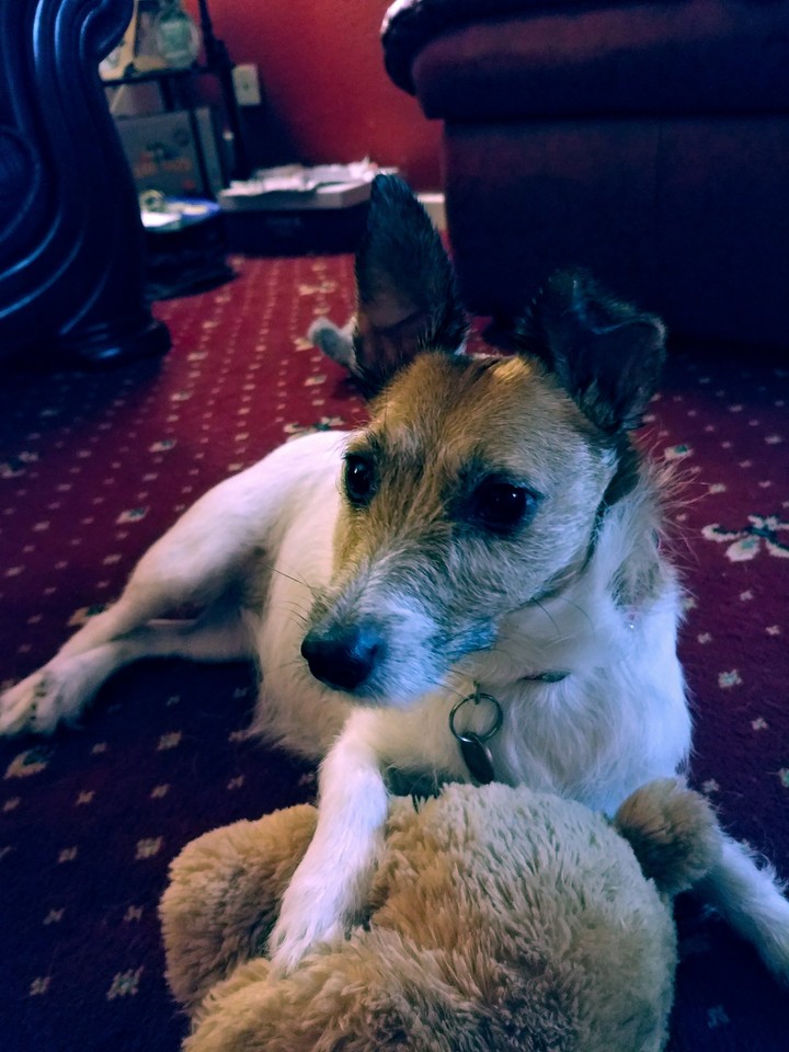 dog