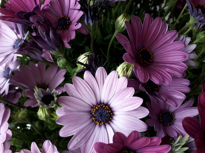 flowers
