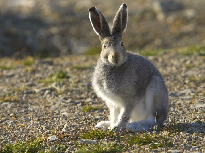Rabbit 