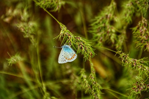 butterfly