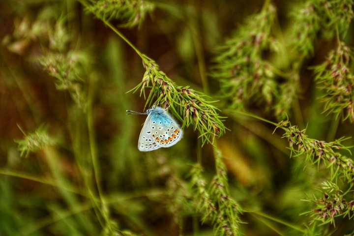 butterfly