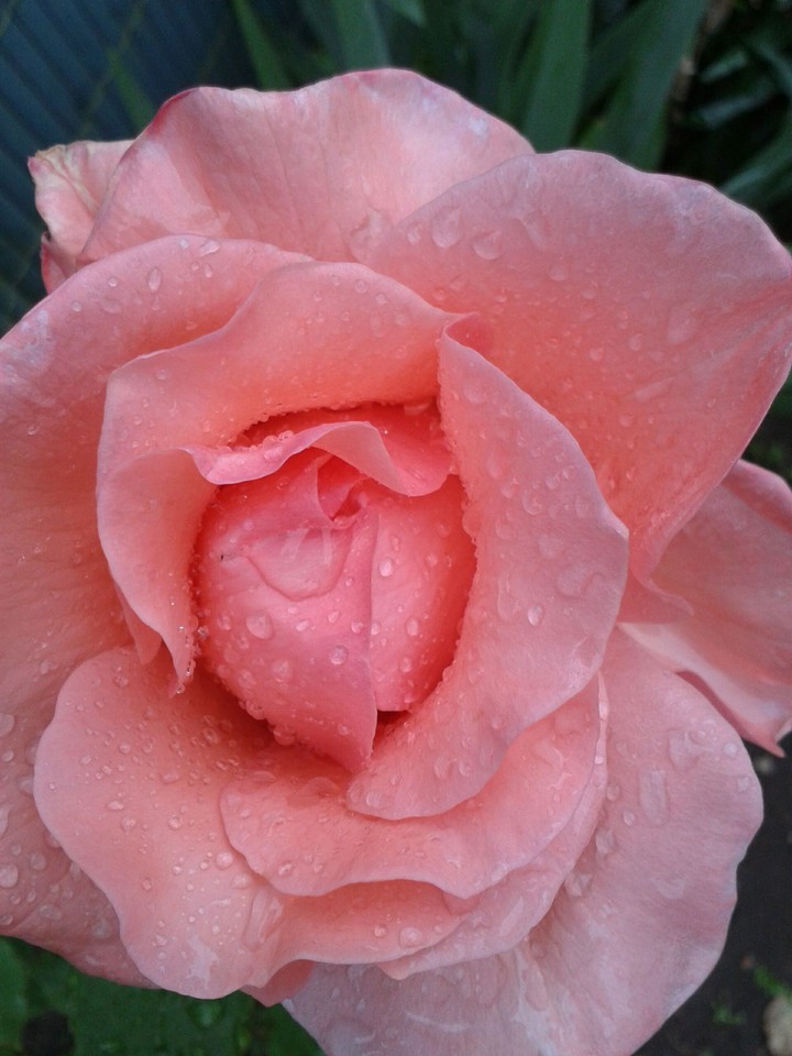 Blume