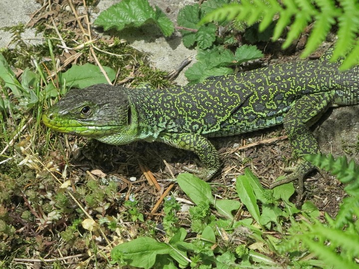 lagarto