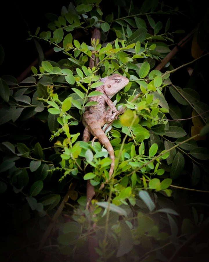 chameleon