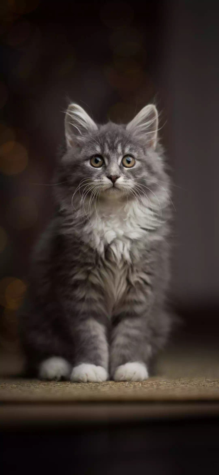 cute cat