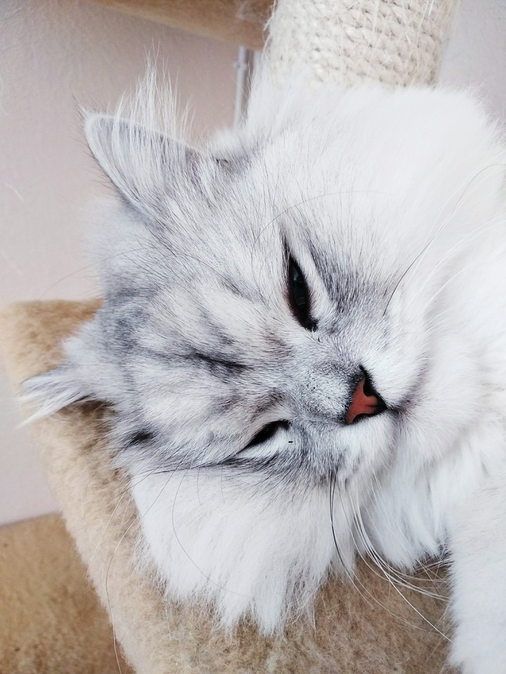 pussycat