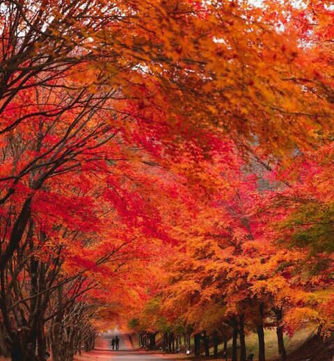 Nature