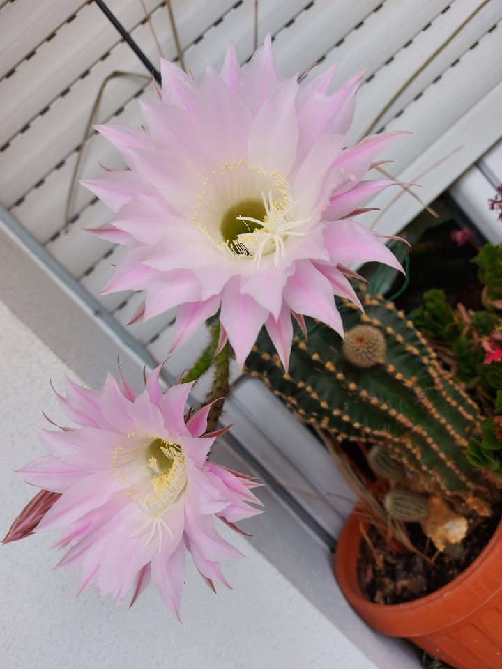 fiore
